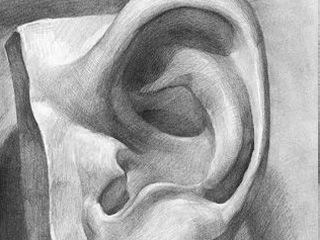 素描五官石膏耳朵