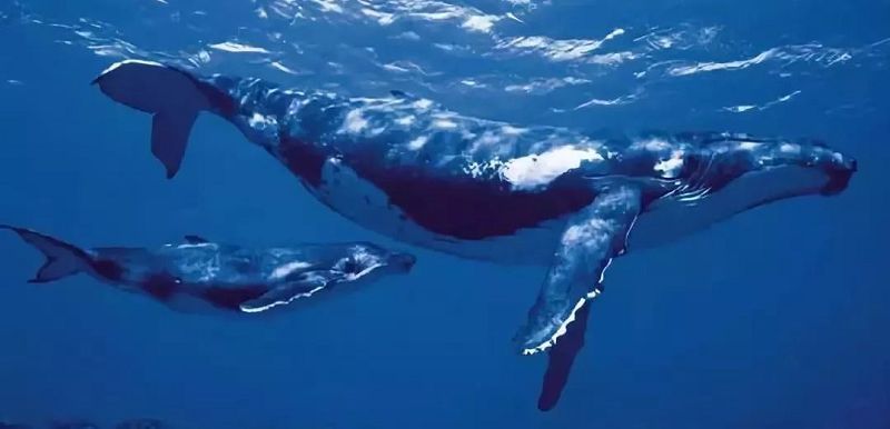 夏日主题《海底鲸鱼》少儿创意美术课件